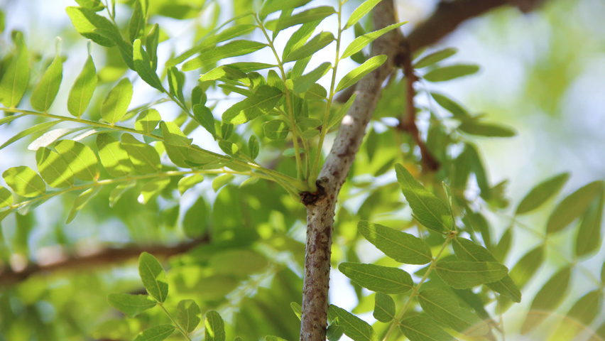 Gleditsia triacanthos 'Shademaster' twijgen