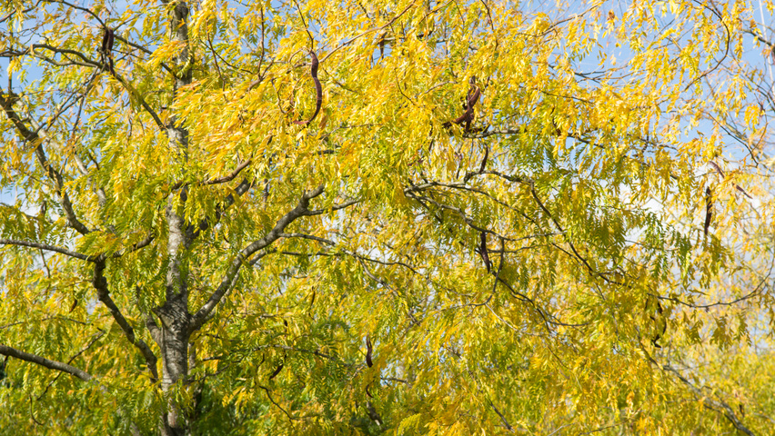 Gleditsia triacanthos 'Skyline' осенняя  листьев