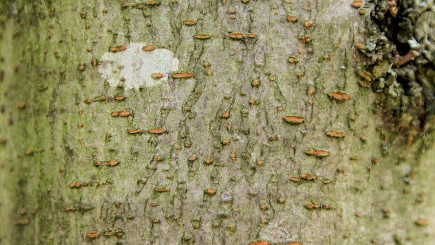 Gleditsia triacanthos 'Skyline' кора
