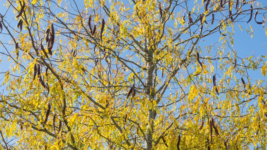 Gleditsia triacanthos 'Skyline' плоды