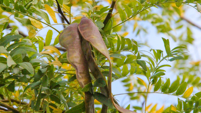 Gleditsia triacanthos 'Skyline' плоды