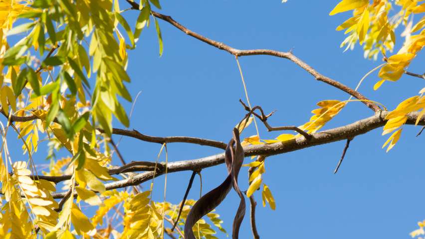 Gleditsia triacanthos 'Skyline' плоды