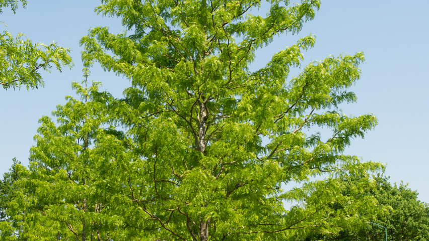 Gleditsia triacanthos 'Skyline' Деревья с высоким стволом (стандарт)