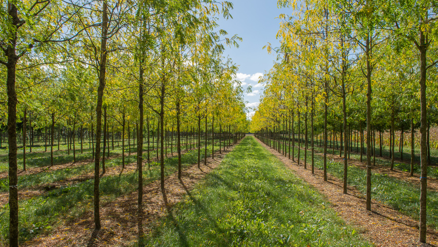 Gleditsia triacanthos 'Skyline' Деревья с высоким стволом (стандарт)