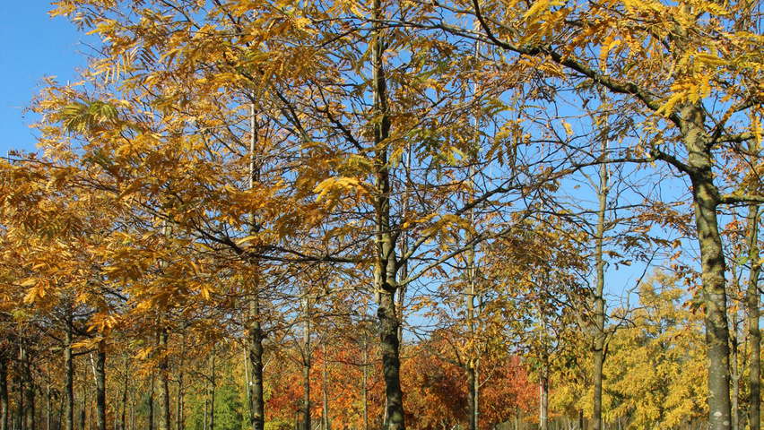 Gleditsia triacanthos 'Skyline' Деревья с высоким стволом (стандарт)
