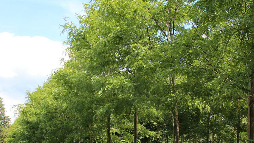 Gleditsia triacanthos 'Skyline' Деревья с высоким стволом (стандарт)