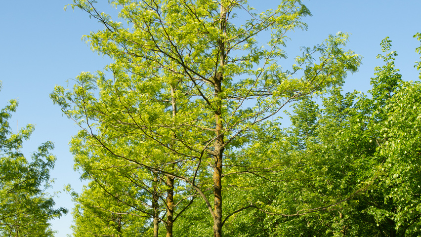 Gleditsia triacanthos 'Skyline' Деревья с высоким стволом (стандарт)
