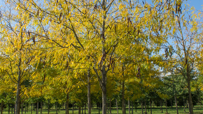 Gleditsia triacanthos 'Skyline' Деревья с высоким стволом (стандарт)