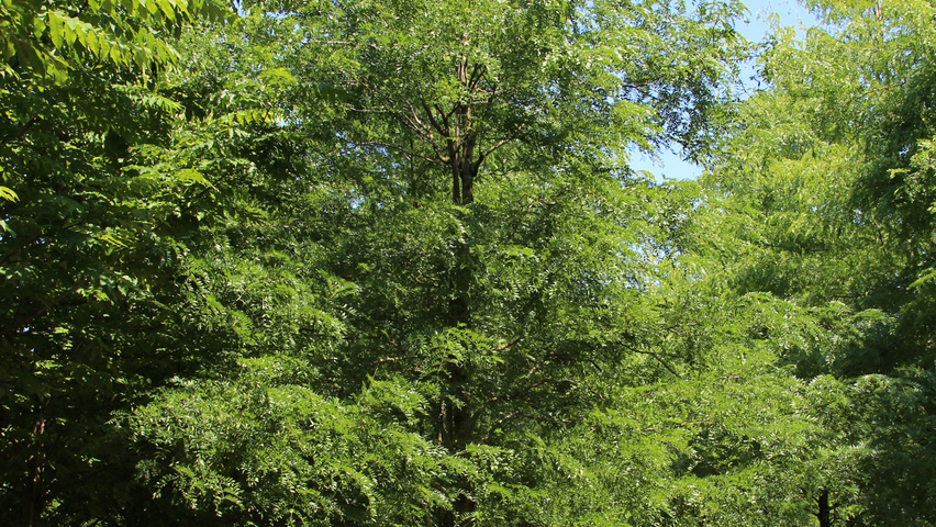 Gleditsia triacanthos 'Skyline' Деревья с высоким стволом (стандарт)