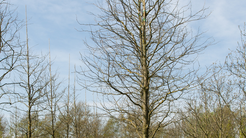 Gleditsia triacanthos 'Skyline' Деревья с высоким стволом (стандарт)