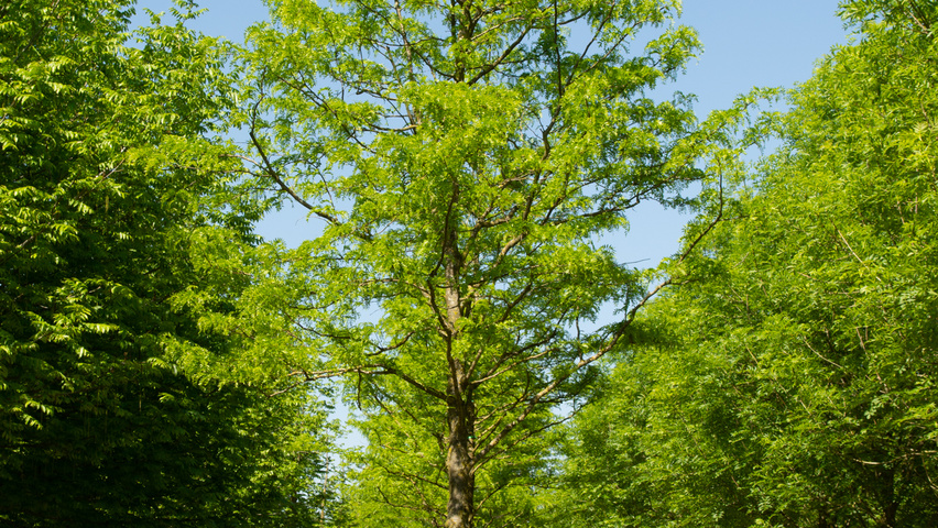 Gleditsia triacanthos 'Skyline' Деревья с высоким стволом (стандарт)