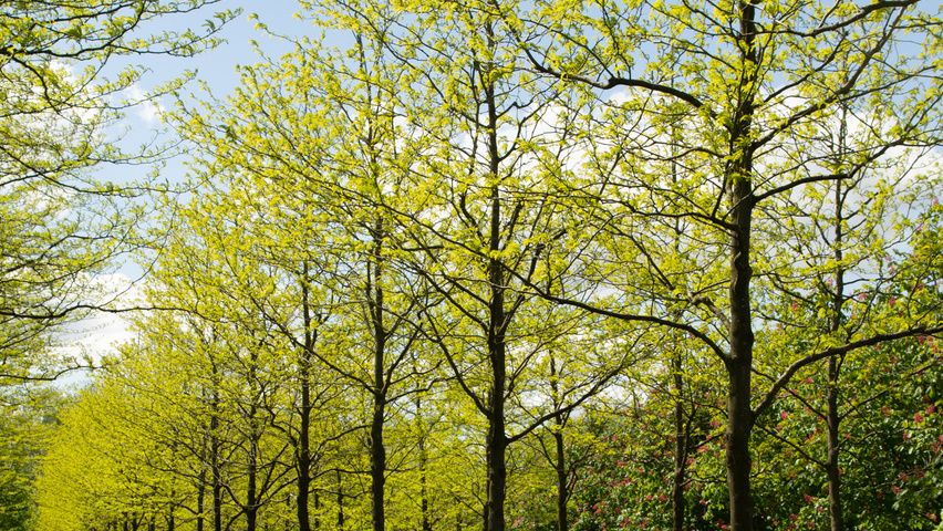 Gleditsia triacanthos 'Skyline' Деревья с высоким стволом (стандарт)