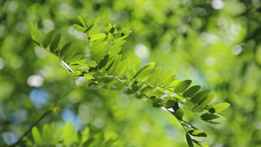 Gleditsia triacanthos 'Skyline' листья