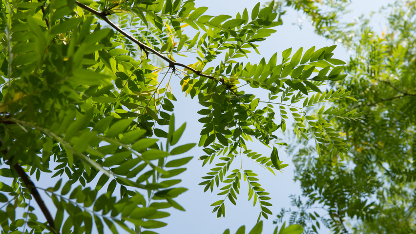 Gleditsia triacanthos 'Skyline' листья