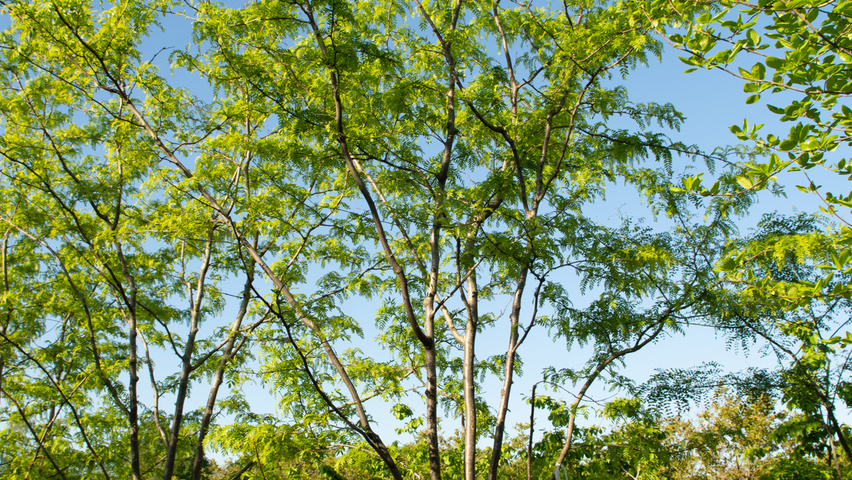 Gleditsia triacanthos 'Skyline' Многоствольные зонтичные формы