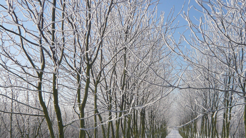 Gleditsia triacanthos 'Skyline' Многоствольные зонтичные формы