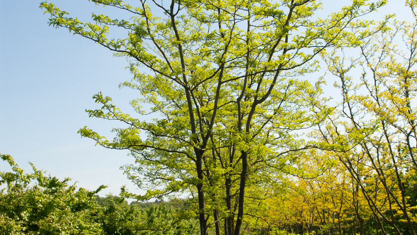 Gleditsia triacanthos 'Skyline' Многоствольные зонтичные формы