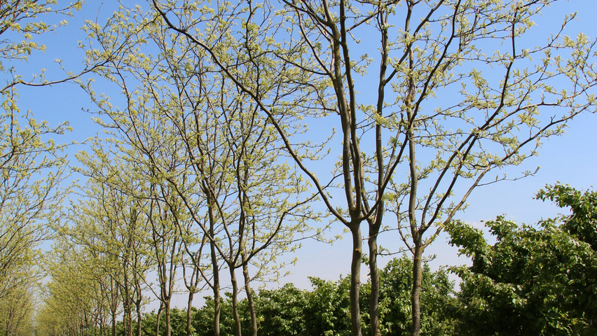 Gleditsia triacanthos 'Skyline' Многоствольные зонтичные формы