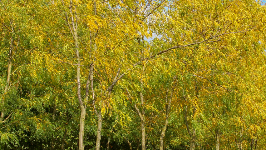 Gleditsia triacanthos 'Skyline' Многоствольные зонтичные формы