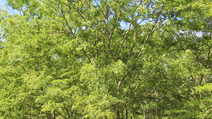 Gleditsia triacanthos 'Skyline' Многоствольные зонтичные формы