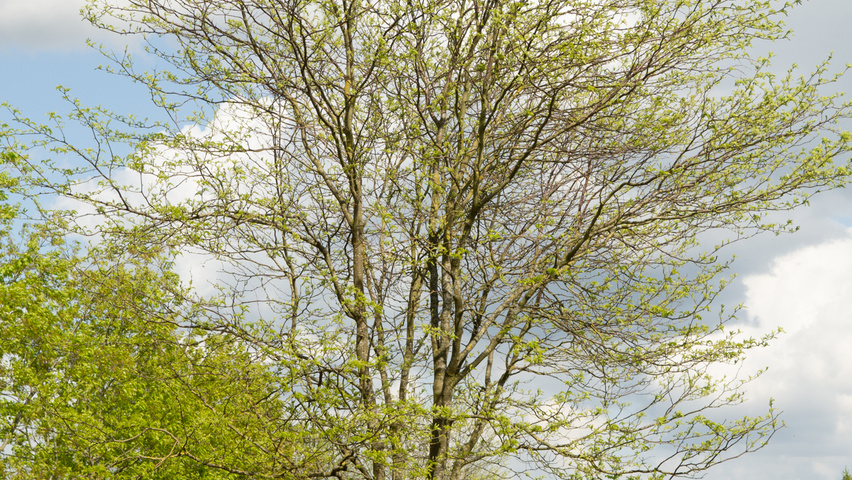 Gleditsia triacanthos 'Skyline' Многоствольные зонтичные формы