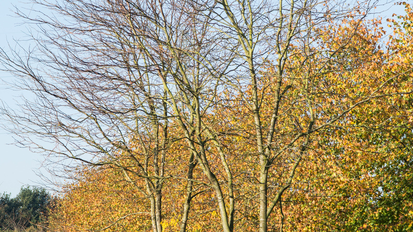 Gleditsia triacanthos 'Skyline' Многоствольные зонтичные формы