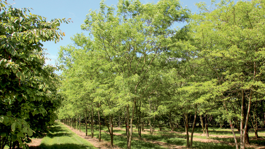 Gleditsia triacanthos 'Skyline' Многоствольные зонтичные формы