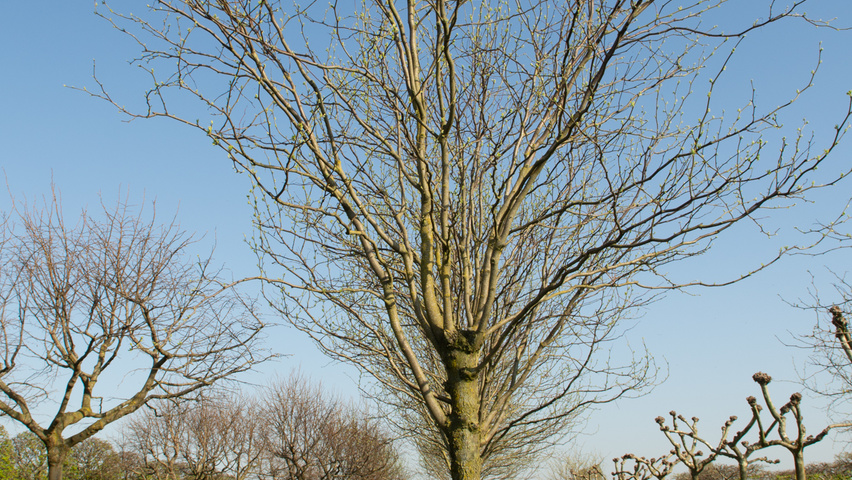 Gleditsia triacanthos 'Skyline' поллард