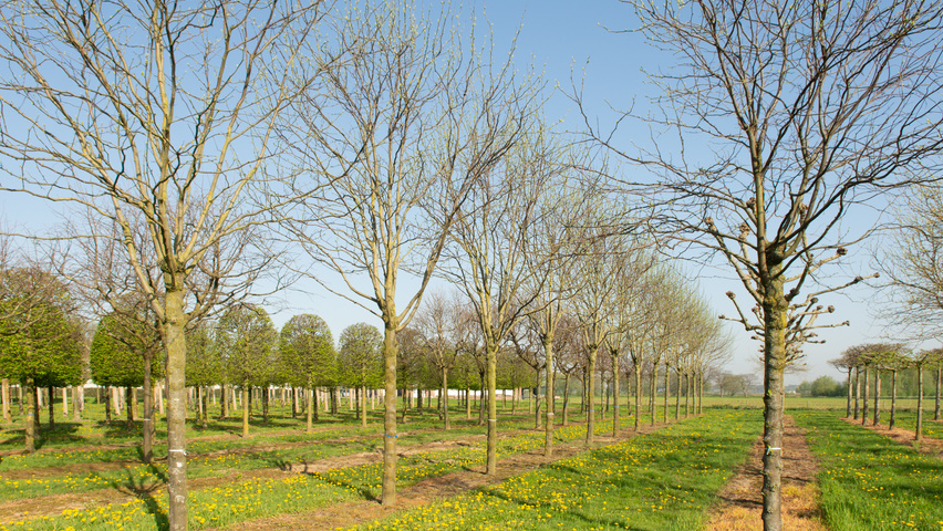 Gleditsia triacanthos 'Skyline' поллард