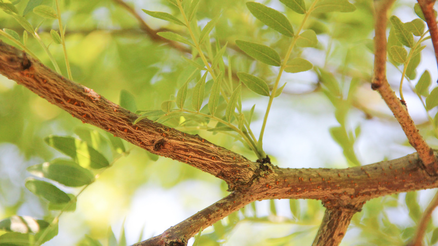 Gleditsia triacanthos 'Skyline' ветви