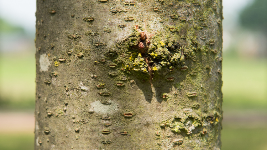 Gleditsia triacanthos 'Speczam' bast