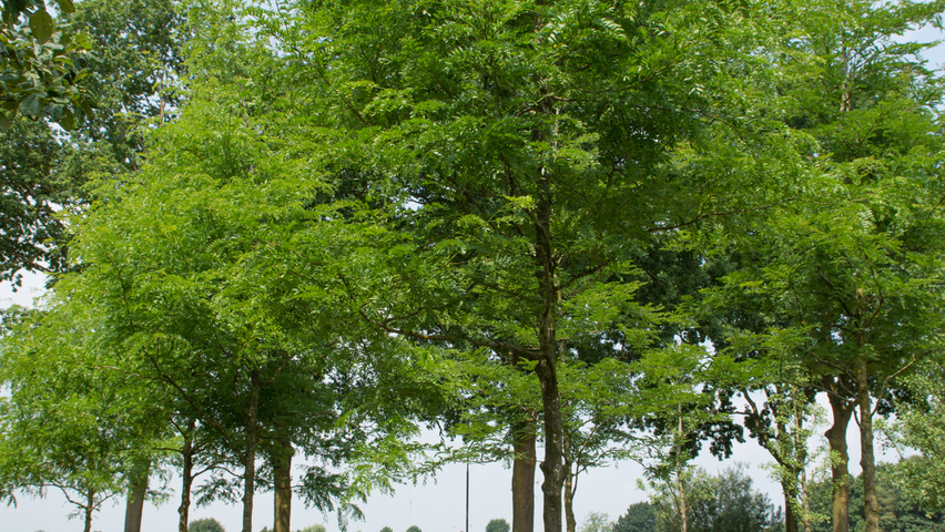 Gleditsia triacanthos 'Speczam' hoogstam