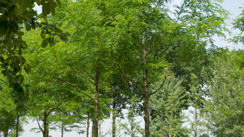 Gleditsia triacanthos 'Speczam' hoogstam