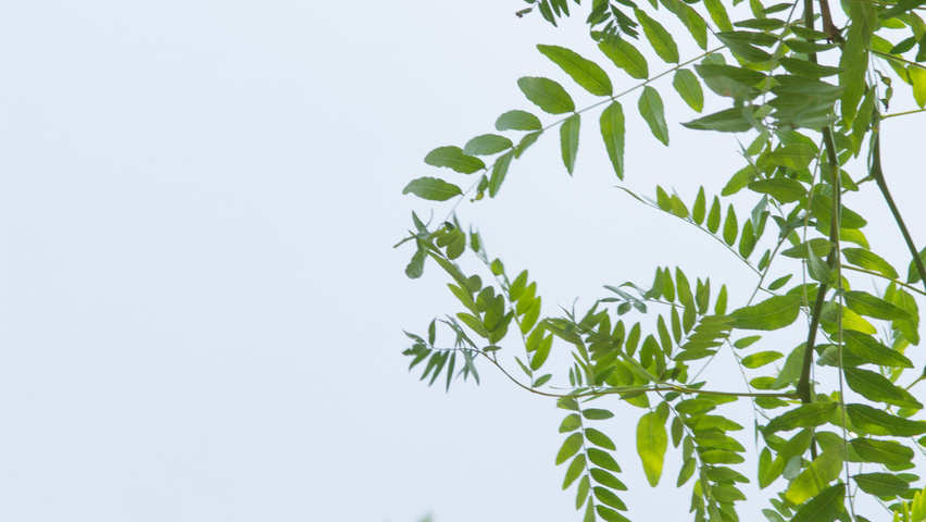 Gleditsia triacanthos 'Speczam' blad
