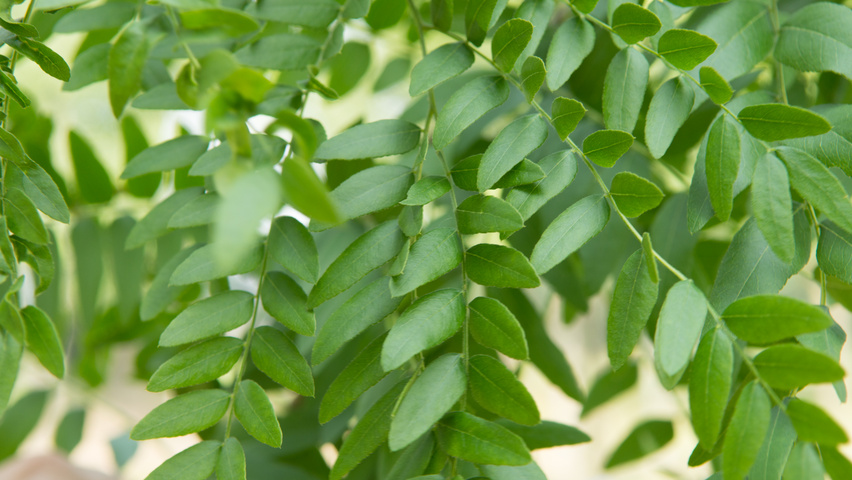 Gleditsia triacanthos 'Speczam' blad