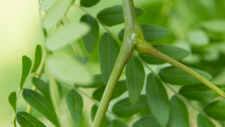 Gleditsia triacanthos 'Speczam' blad