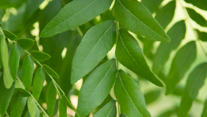 Gleditsia triacanthos 'Speczam' blad
