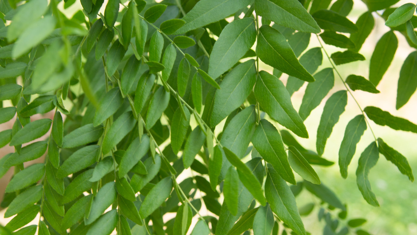 Gleditsia triacanthos 'Speczam' blad