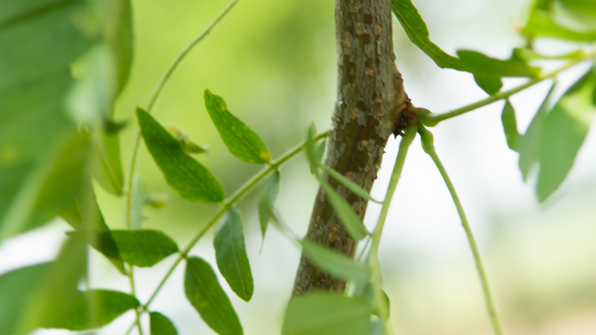 Gleditsia triacanthos 'Speczam' twijgen