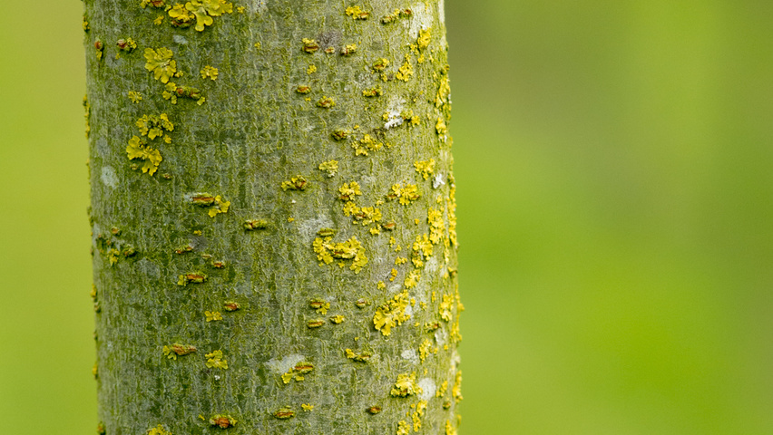 Gleditsia triacanthos 'Street Keeper' kora