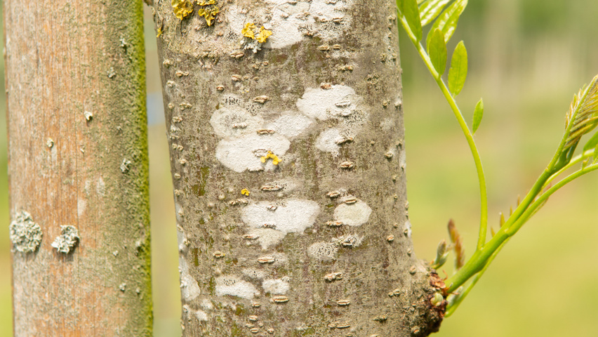 Gleditsia triacanthos 'Street Keeper' kora