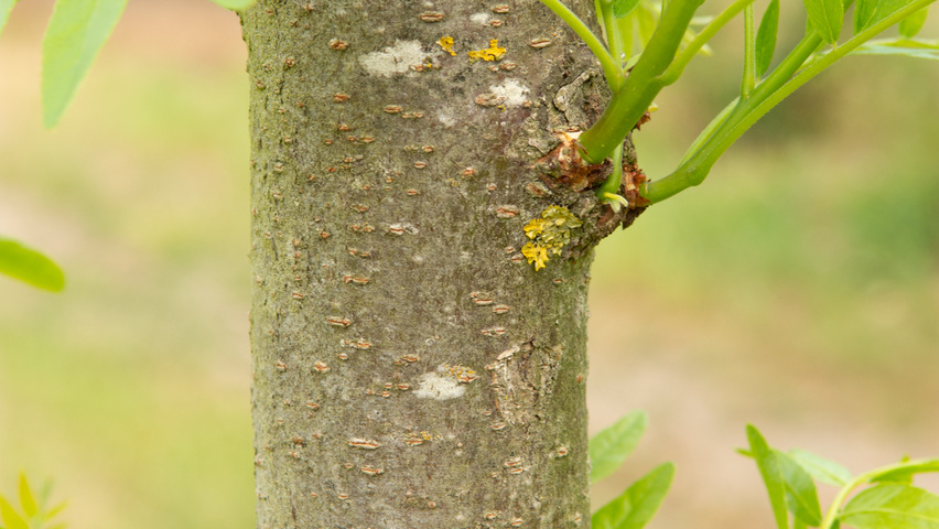 Gleditsia triacanthos 'Street Keeper' kora
