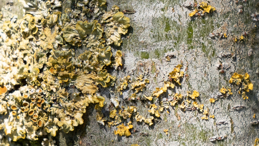 Gleditsia triacanthos 'Street Keeper' kora
