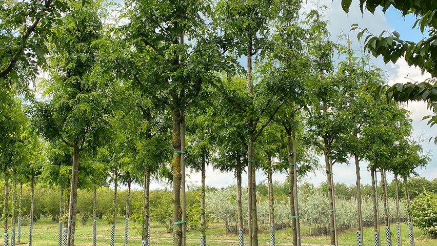 Gleditsia triacanthos 'Street Keeper' pienne