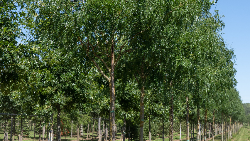 Gleditsia triacanthos 'Street Keeper' pienne