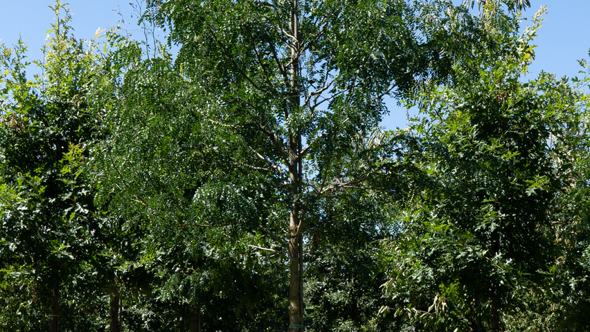 Gleditsia triacanthos 'Street Keeper' pienne