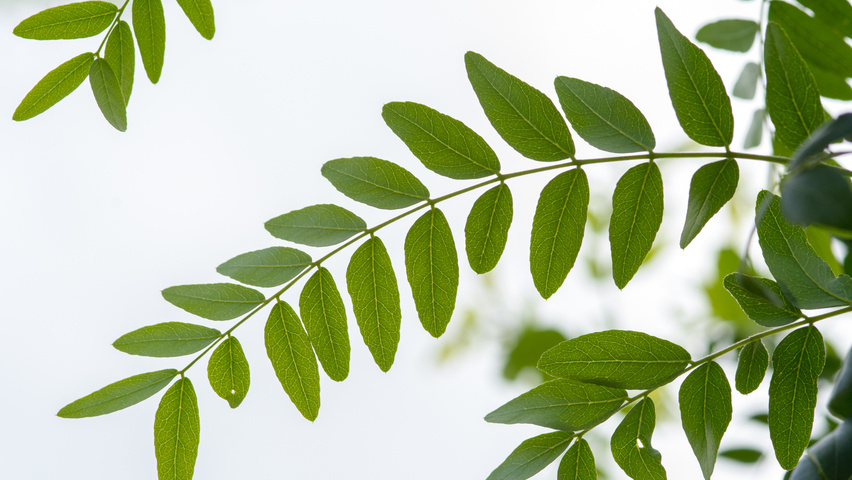 Gleditsia triacanthos 'Street Keeper' liście