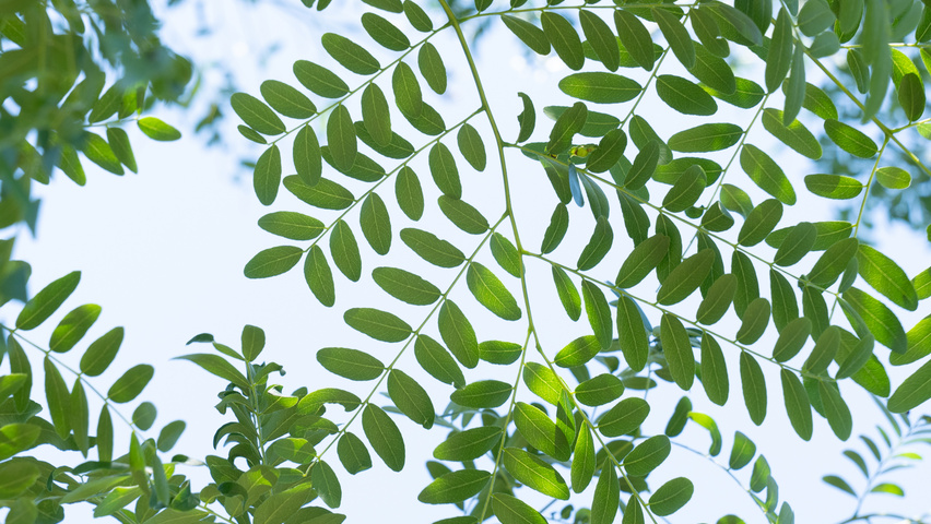 Gleditsia triacanthos 'Street Keeper' liście