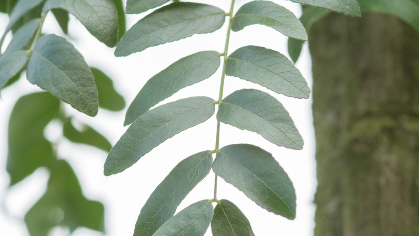 Gleditsia triacanthos 'Street Keeper' liście