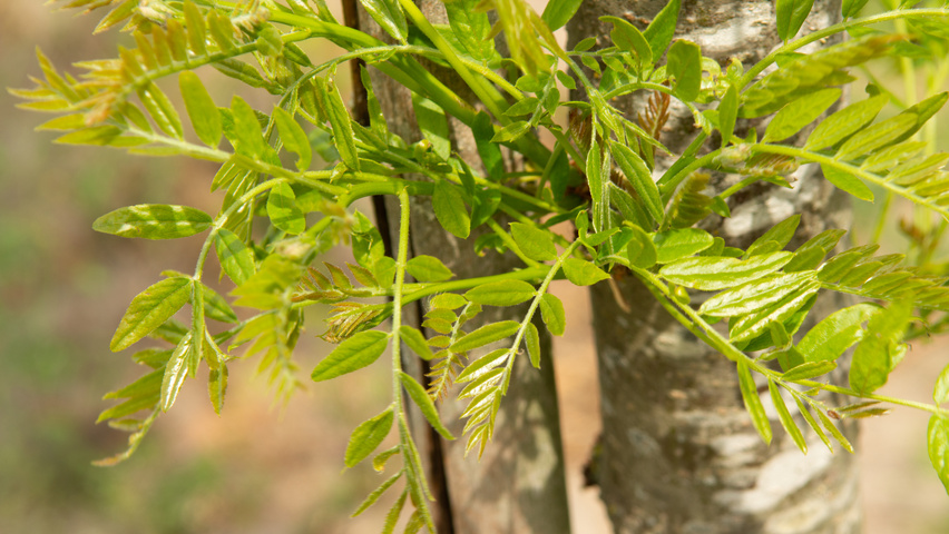 Gleditsia triacanthos 'Street Keeper' liście